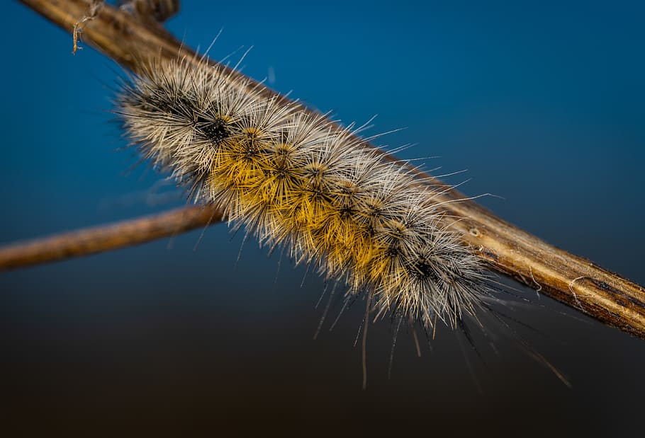 Close-up Photography of Brown Moth Caterpillar, insect, larvae HD wallpaper