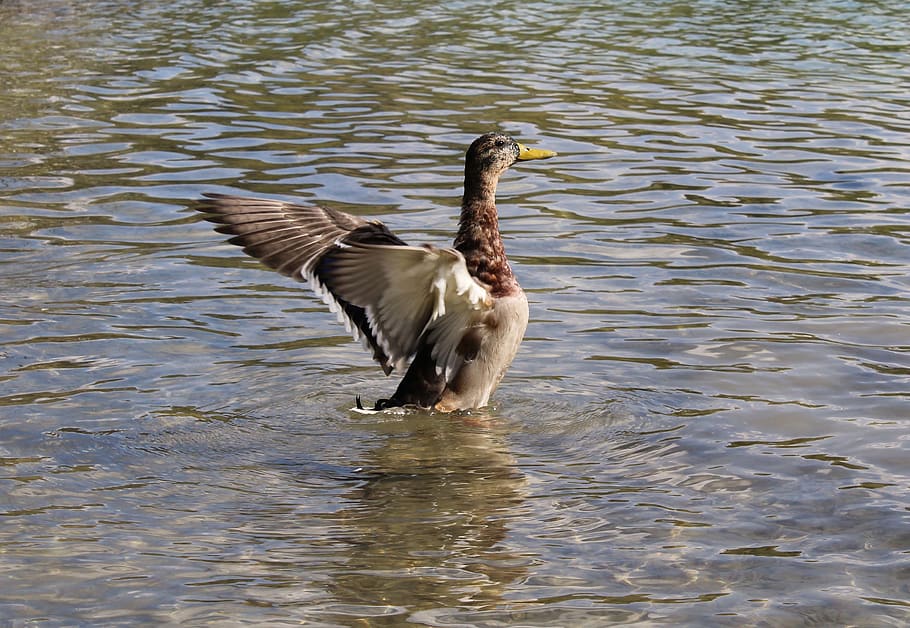 denmark, aalborg, kridtgraven, animals in the wild, animal wildlife HD wallpaper