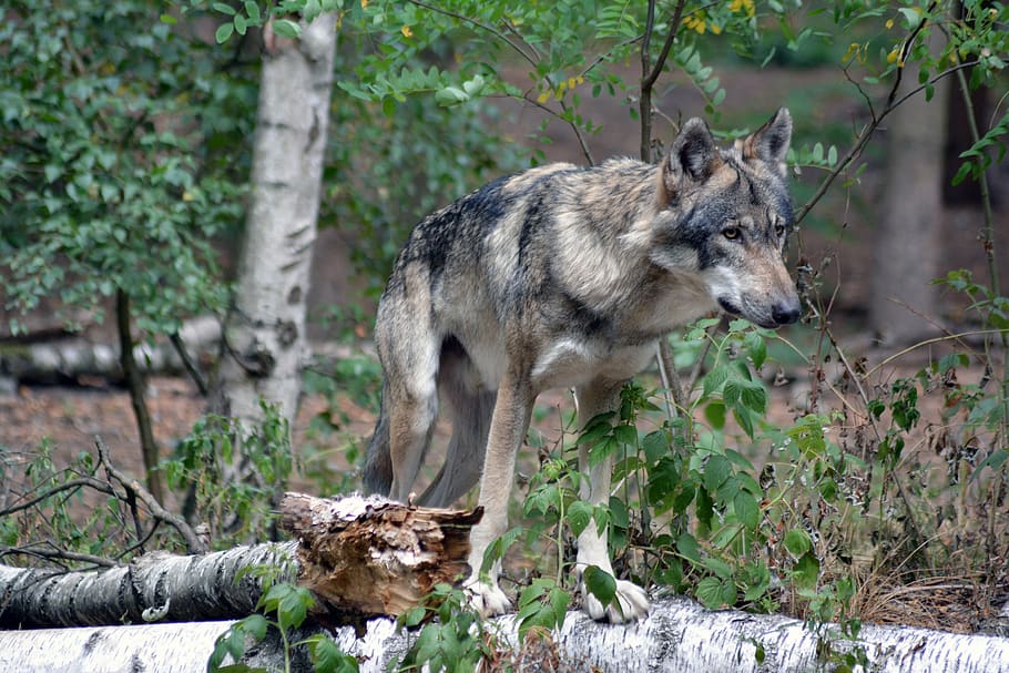 wolf, close up, forest, nature, animal world, fur, wilderness HD wallpaper