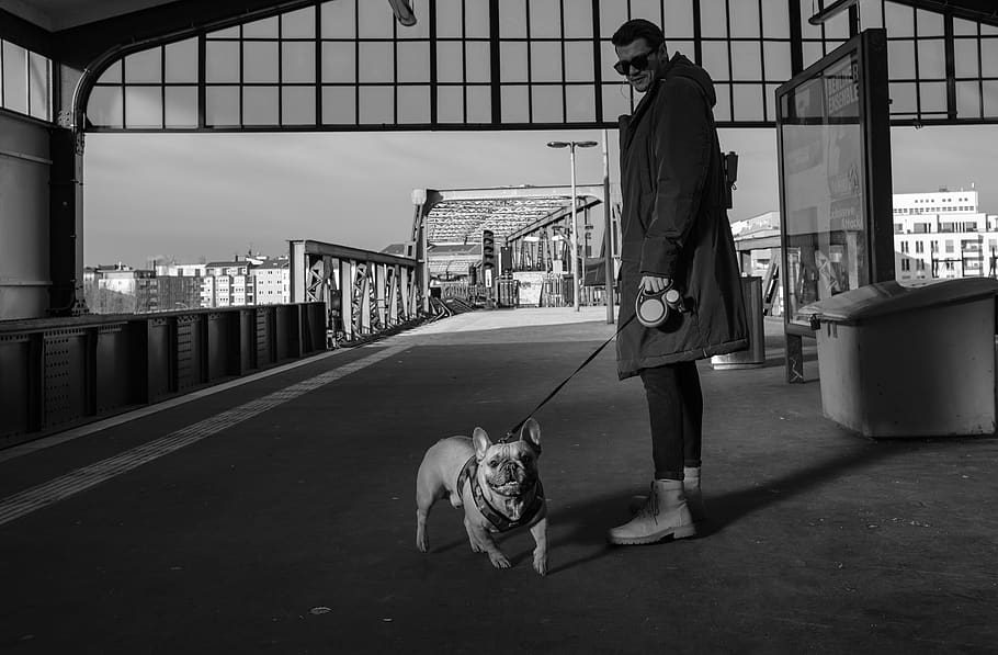 Man In Coat Holding Leash Of A English Bulldog, animal, black and white, HD wallpaper