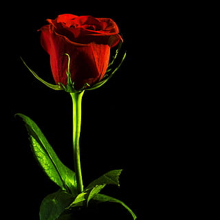 HD wallpaper: black, rose, red, background, closeup, isolated, nobody,  petal | Wallpaper Flare