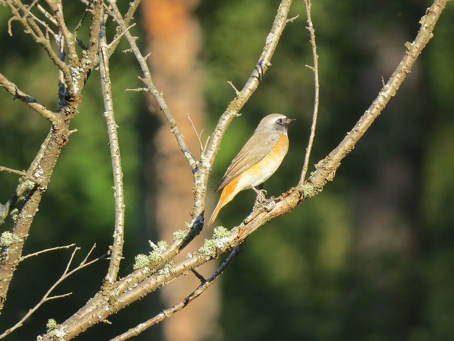 bird, branch, nature, tree, colorful, plumage, fine, animal themes HD wallpaper