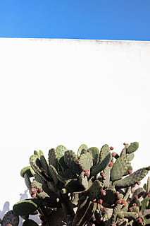 green and red cactus, plant, lanzarote, white, nature, villa HD wallpaper