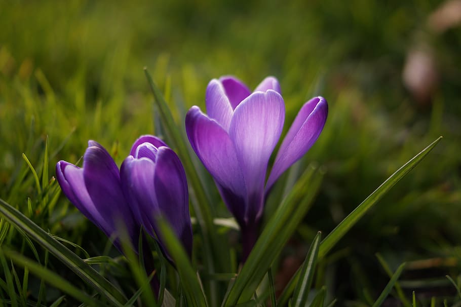 Selective Focus Photography of Yellow Petaled Flowers in Bloom HD wallpaper