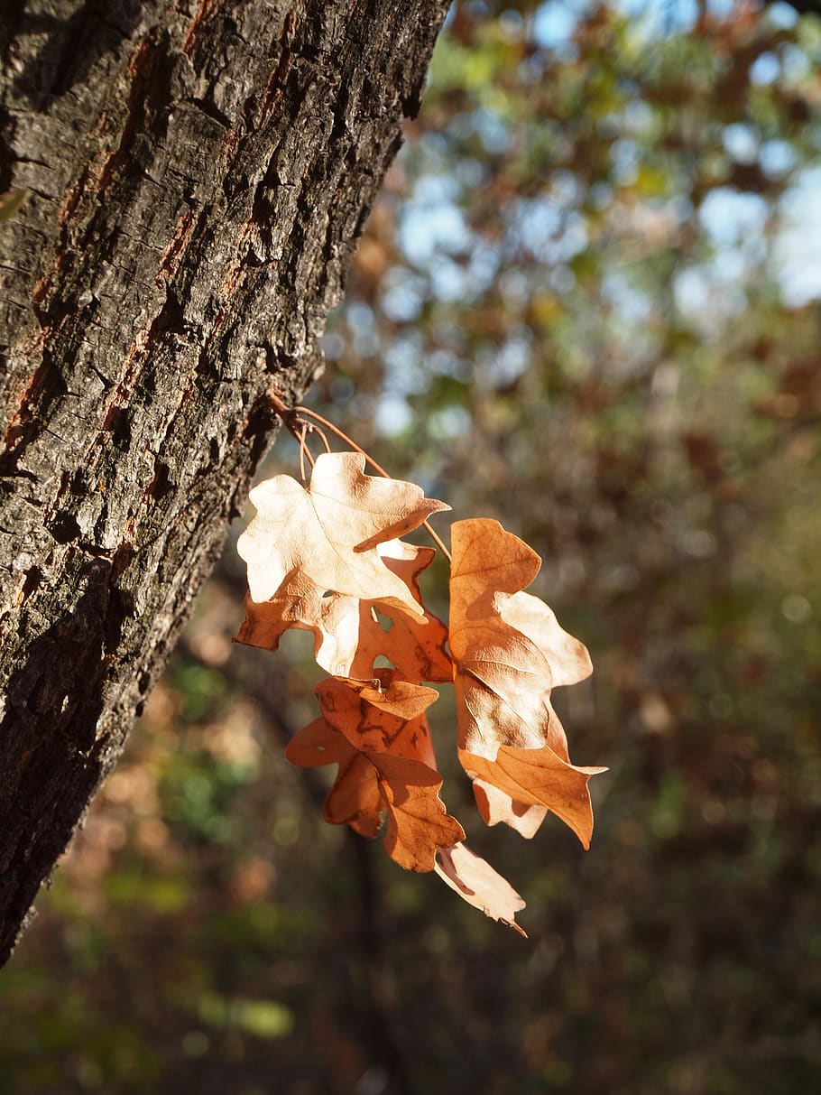 autumn, dry leaf, log, light, leaves, wood, branch, plant, tree trunk HD wallpaper