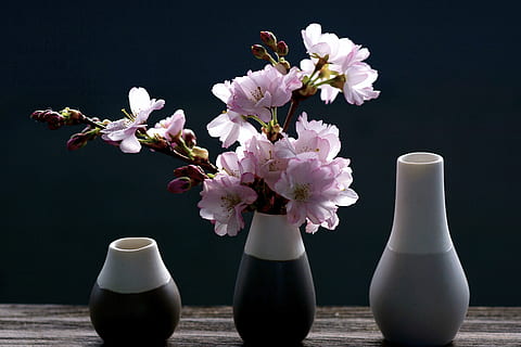 cherry blossoms, branch, pink, spring, nature, bloom, sakura HD wallpaper