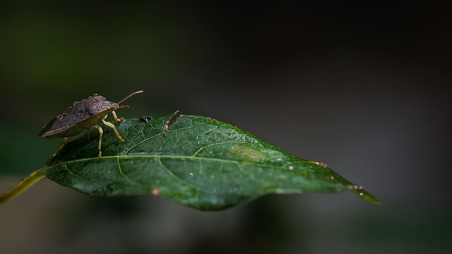 bug, insects, nature, scarab, plants, entomology, green, leaves HD wallpaper