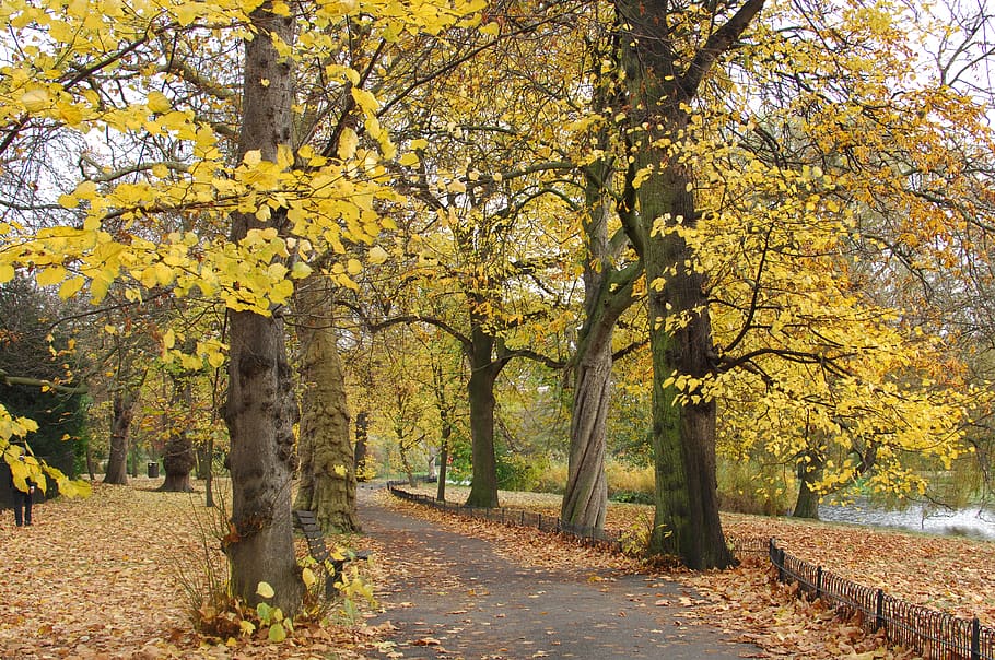 united kingdom, london, regent's park, leaves, autumn, woodland, HD wallpaper