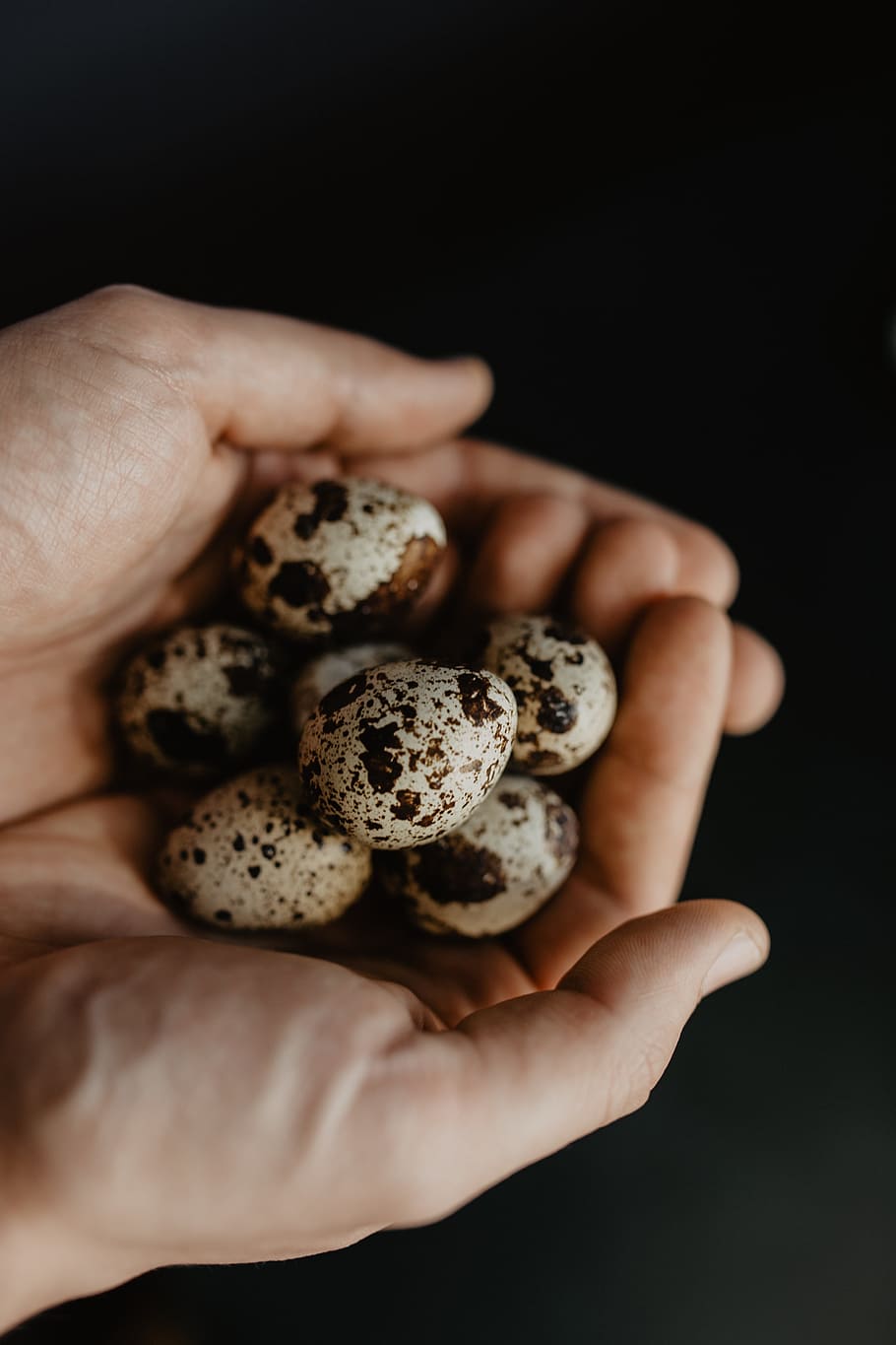 Quail eggs, food, easter, human hand, one person, human body part HD wallpaper