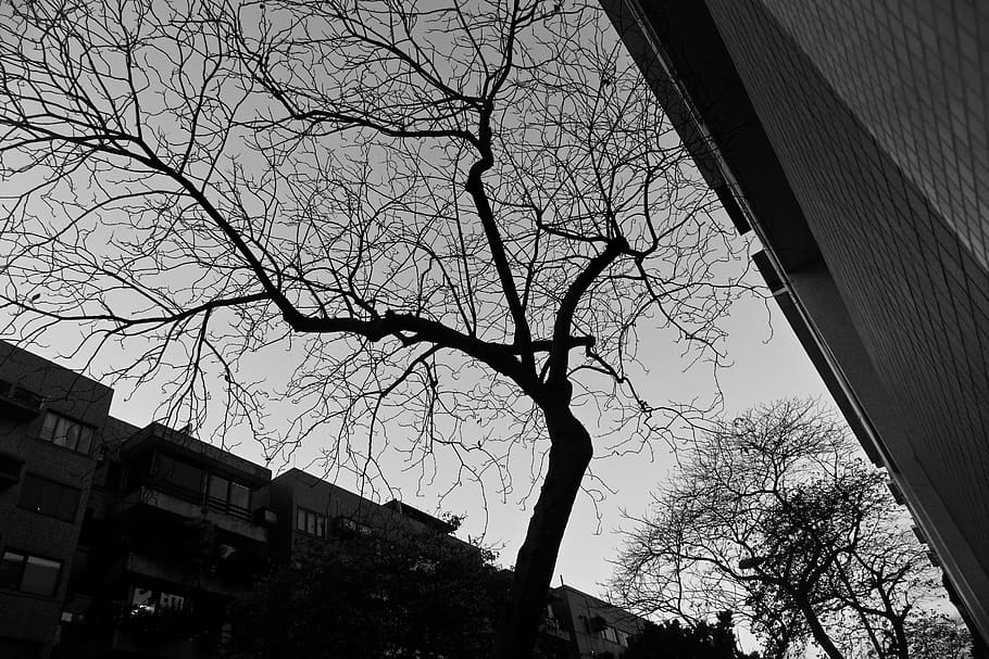 tree, plant, tree trunk, silhouette, street, oak, b/w, sunlight HD wallpaper