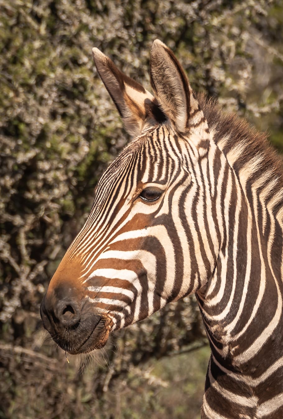 zebra, portrait, head, striped, close up, face, animal, view HD wallpaper