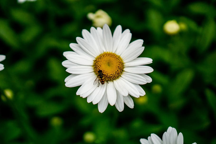 flower, flowering plant, fragility, freshness, vulnerability HD wallpaper