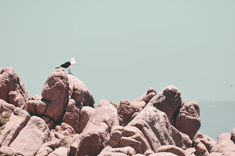 bird on boulders, animal, seagull, reñaca beach, chile, viña del mar HD wallpaper