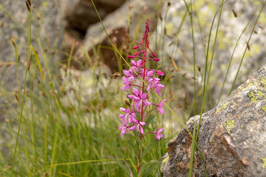 canada, oesa, flower, grass, flowering plant, growth, beauty in nature HD wallpaper