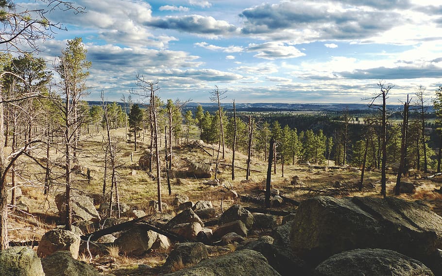 united states, devils tower, forest, horizon, trees, rocks HD wallpaper