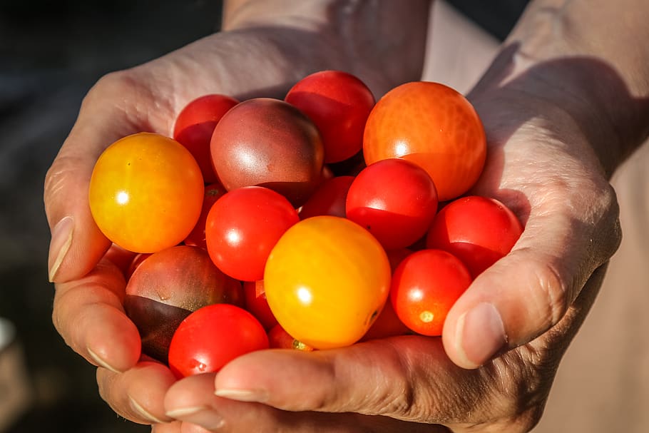 give, tomato, gift, human hand, human body part, holding, one person HD wallpaper