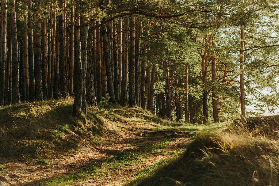 green leafed trees, forest, plant, land, woodland, tree trunk HD wallpaper