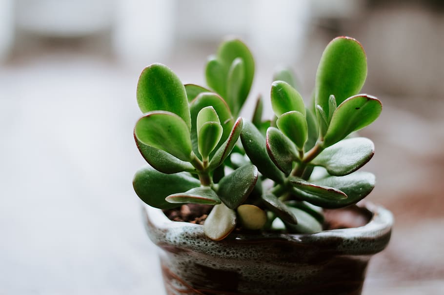 green indoor plant, green color, growth, potted plant, close-up HD wallpaper
