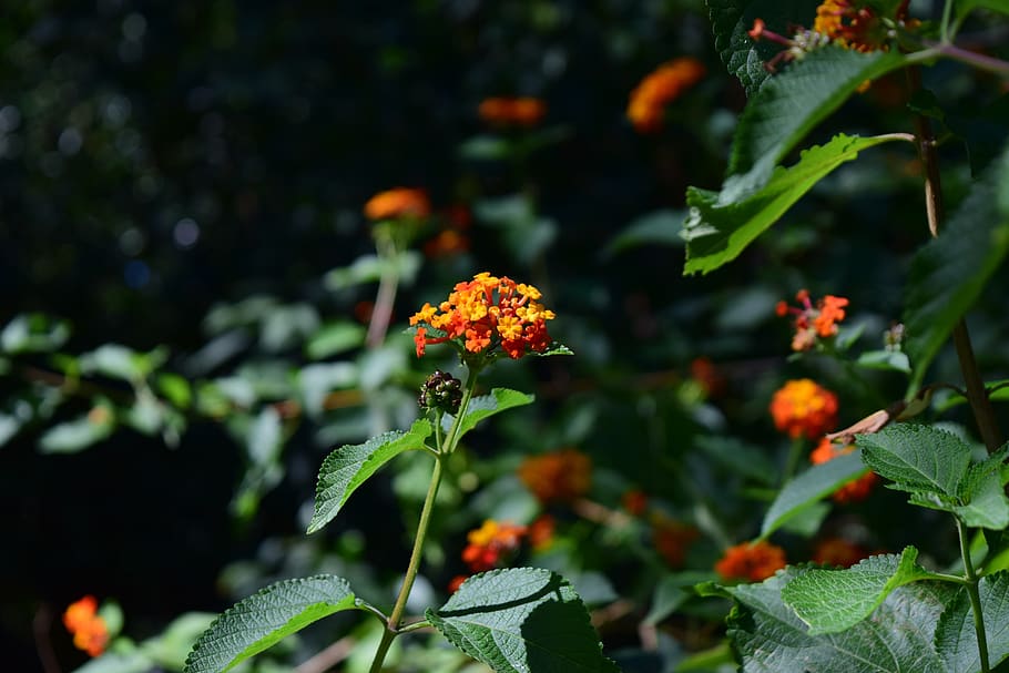 plant, flower, flowers, spring, garden, petals, botany, nature HD wallpaper