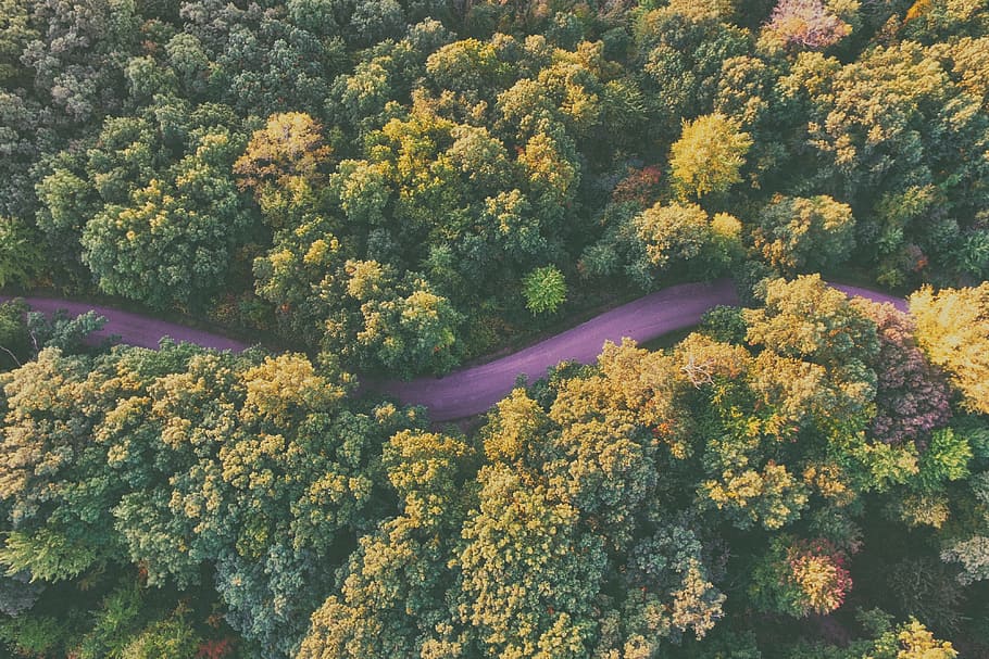 aerial, view, trees, plants, forest, autumn, fall, road, street HD wallpaper