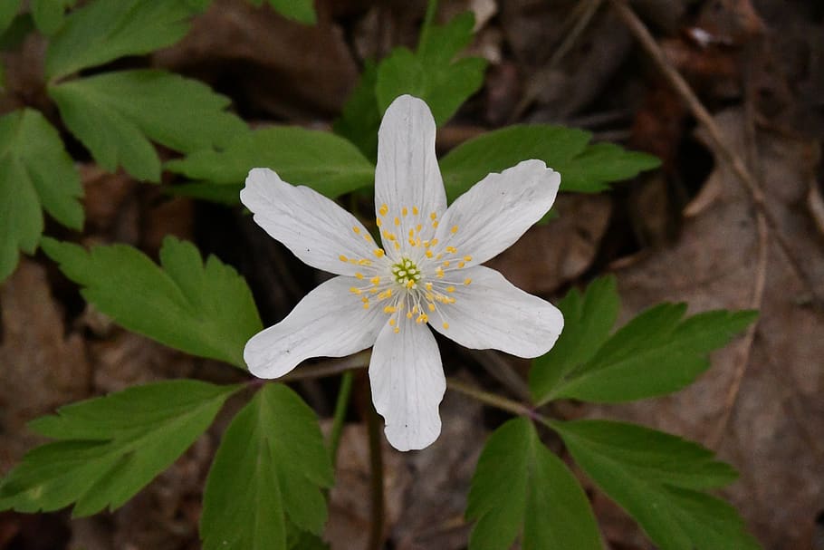 flower, white, spring, garden, petals, star, flowering plant HD wallpaper