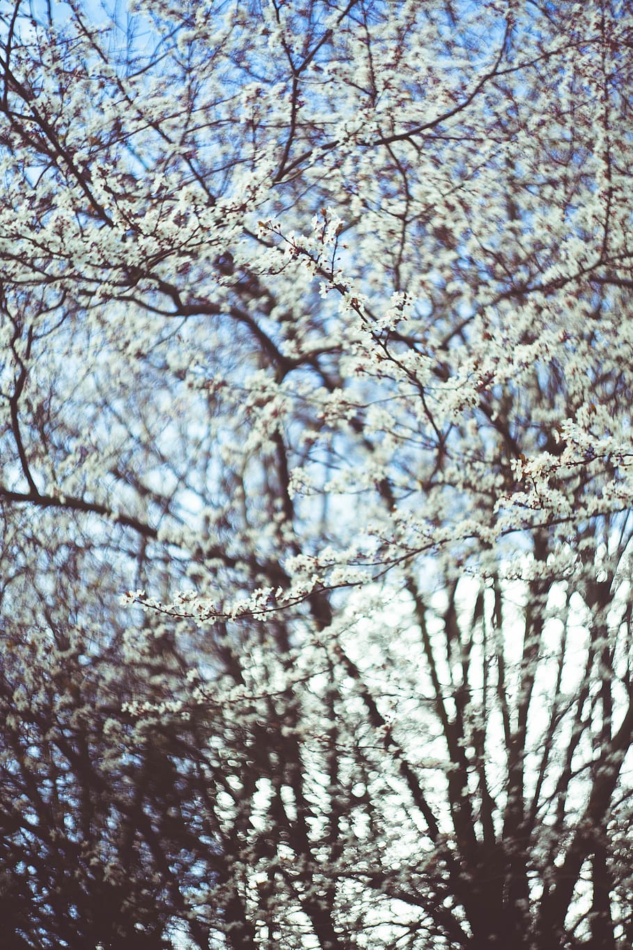 cherry blossom tree, plant, flower, nature, flowers, white tree HD wallpaper