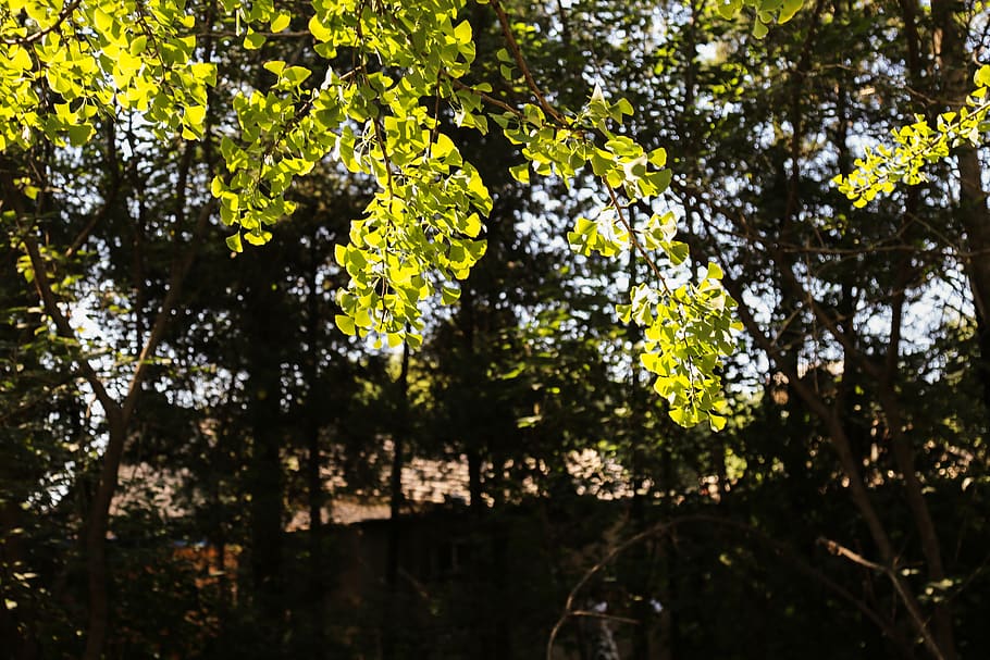tree, plant, growth, nature, forest, no people, beauty in nature HD wallpaper
