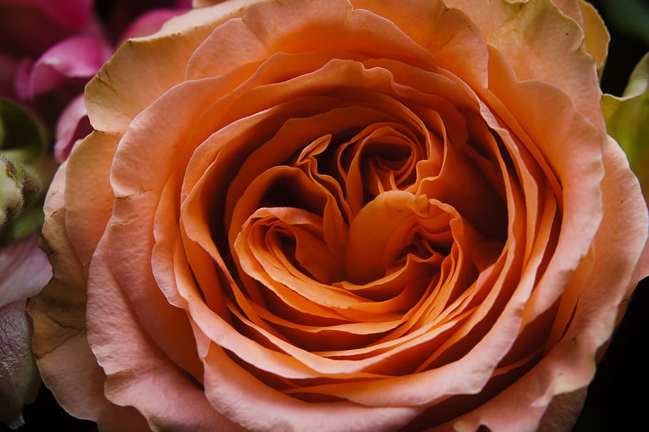 rosa, flower, macro, spring, petal, flora, bouquet, flowering plant HD wallpaper