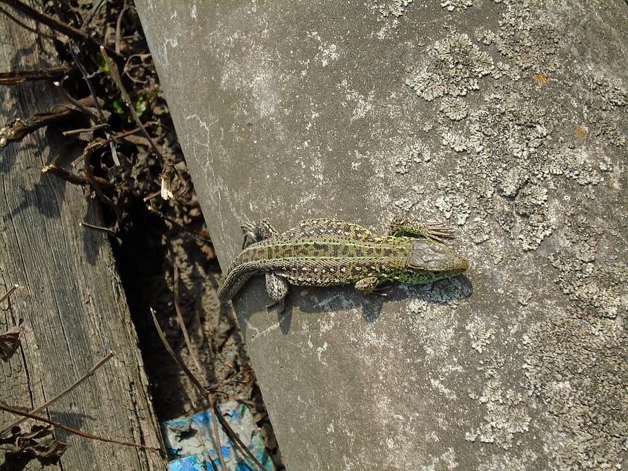 ukraine, lizard, green, grey, wood, wild, spring, concrete HD wallpaper
