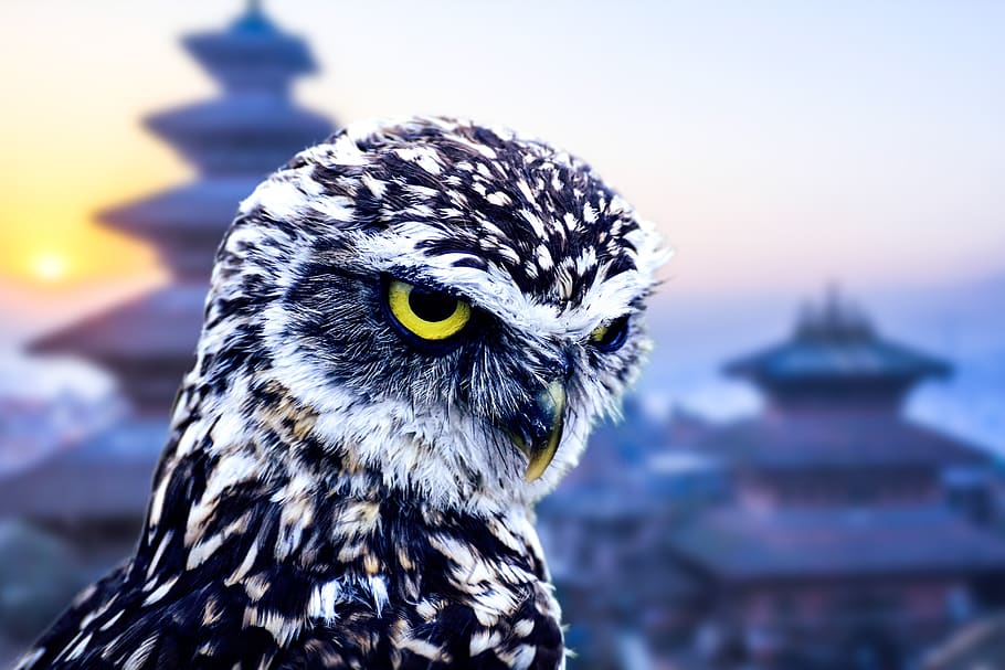 owl, city, cities, funny, bird, cute, tourism, architecture, HD wallpaper