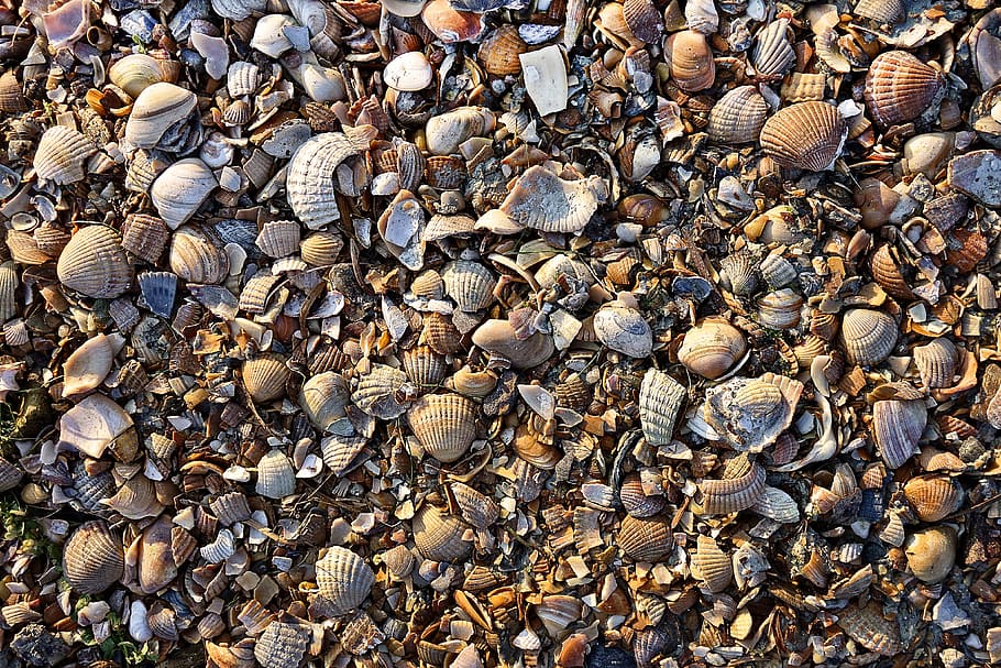 shell, sea shell, material, raw material, industry, garden path HD wallpaper