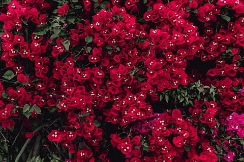 Red flowers of bougainvillea tree, Portugal, flora, abstract HD wallpaper