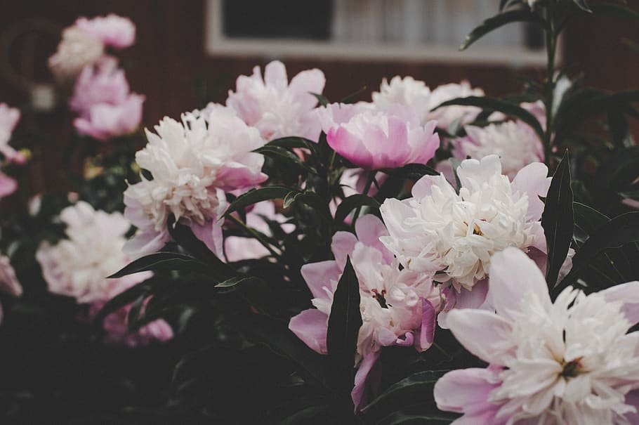 Selective Focus Photo of White Petaled Flowers, bloom, blooming HD wallpaper