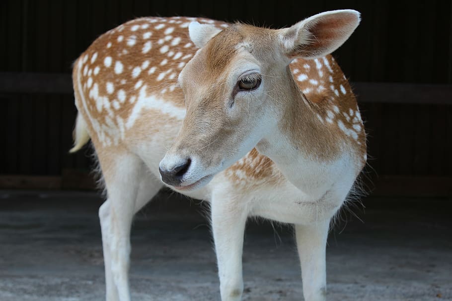 germany, essen, animal, forest, deer, mammal, one animal, domestic animals HD wallpaper