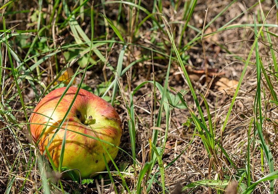 apple, fruit, windfall, orchard, pome fruit, meadow, grass HD wallpaper