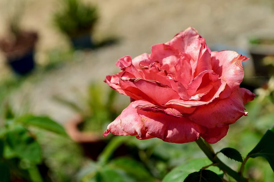 flora, flower, bloom, nature, blossom, spring, love, petals, HD wallpaper