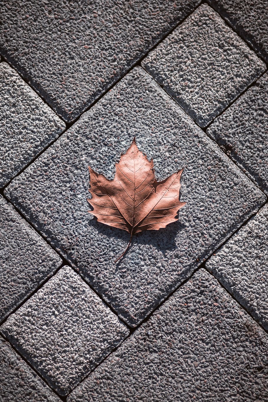 brown maple leaf on gray concrete floor tile, plant, path, walkway