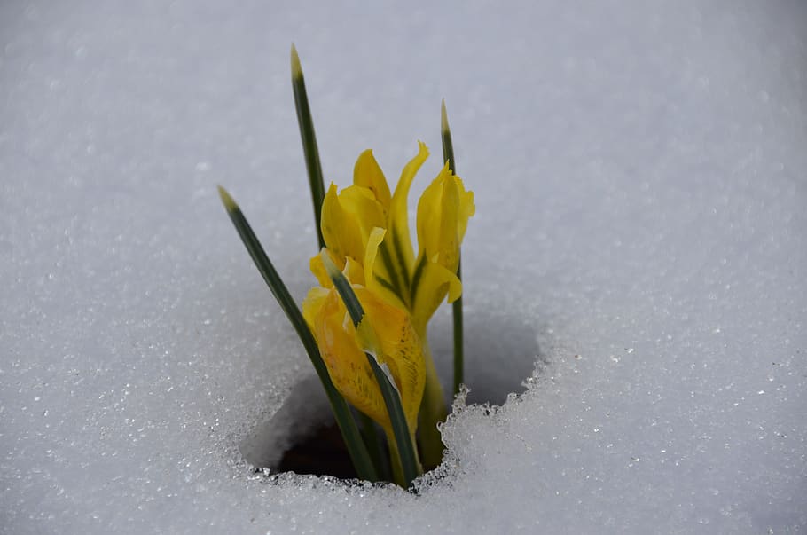 crocus, winter, snow, nature, wintry, spring awakening, early bloomer HD wallpaper