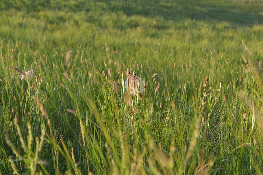 dandelion, nature, grass, field, summer, wheat, sunset, plant HD wallpaper