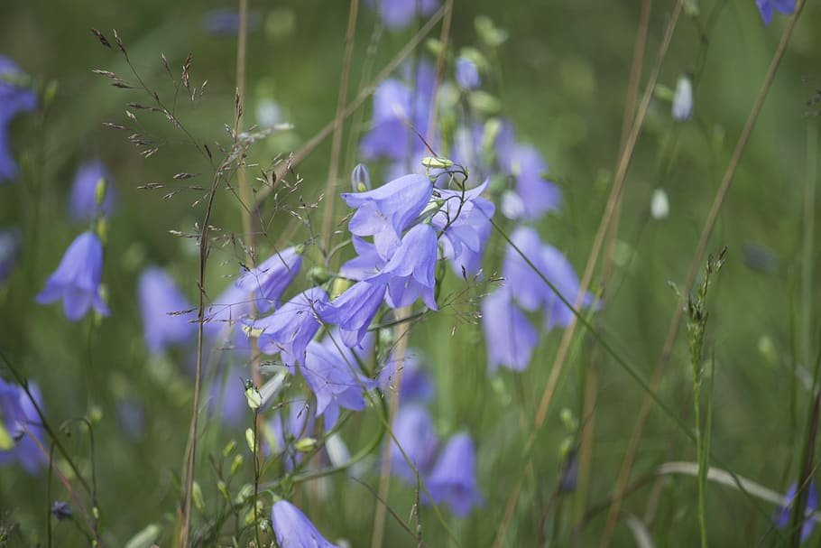 forest, ringtones, flowers, blue, plant, green, violet, flowering plant HD wallpaper
