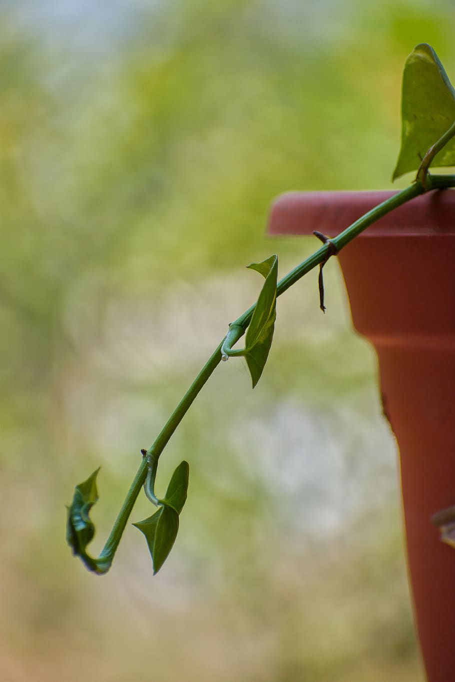 plant, plant part, green color, leaf, growth, focus on foreground HD wallpaper