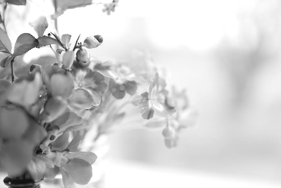 flowers, bouquet, plant, growth, beauty in nature, freshness HD wallpaper