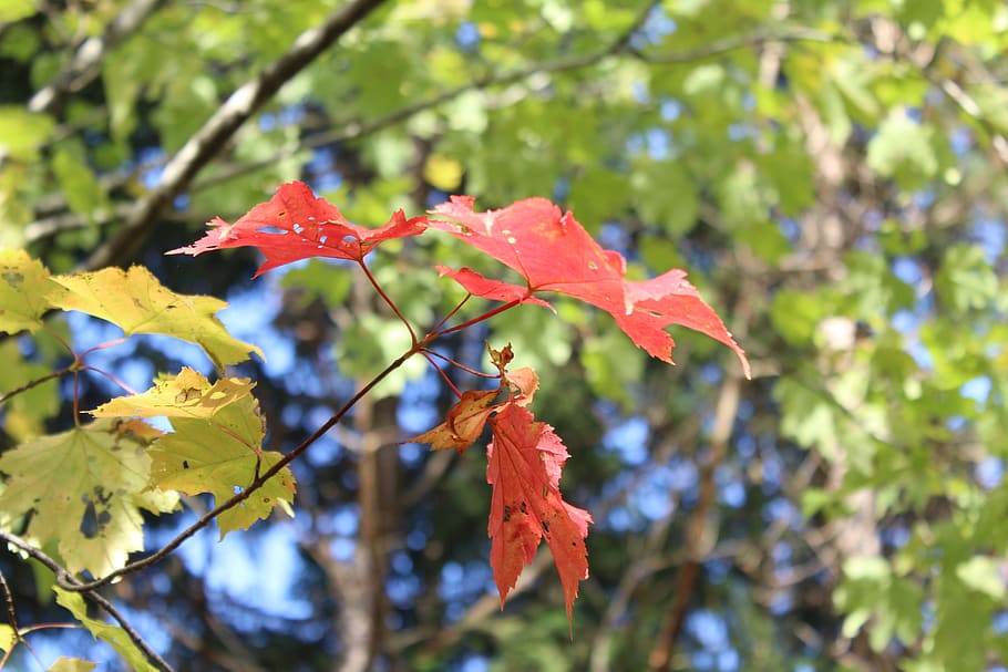 fall, colors, red, orange, yellow, trees, nature, maple, leaves, HD wallpaper