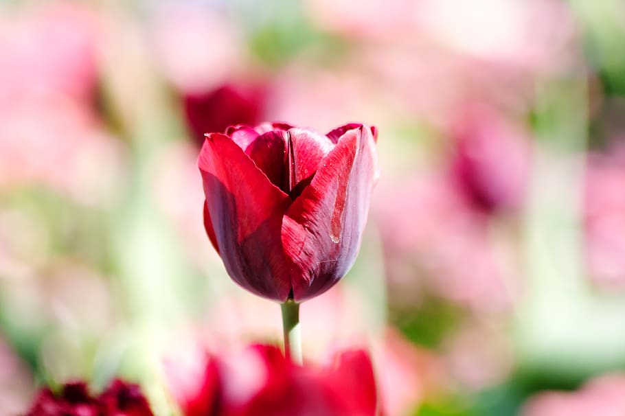 tulip, flower, spring, tulips, blossom, bloom, flora, background HD wallpaper