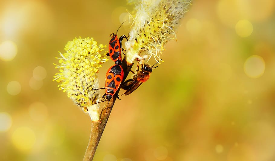 blacksmiths wingless, copulation, insects, bee, cat, animals HD wallpaper