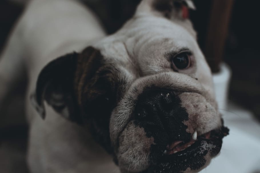 dog, canine, domestic, pets, mammal, domestic animals, one animal HD wallpaper