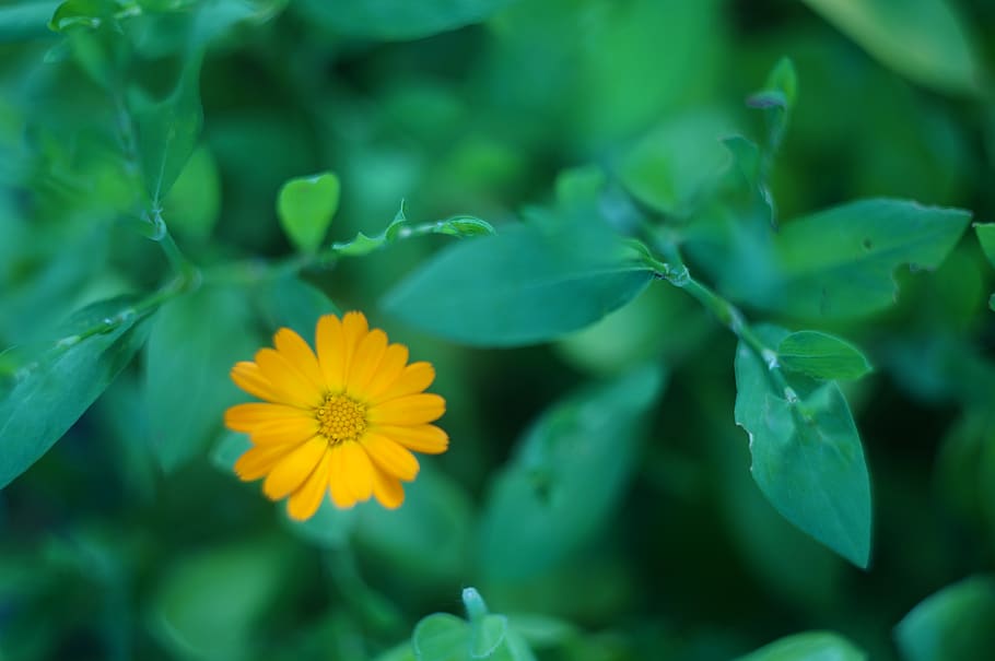 green, orange, calendula, flower, flowering plant, freshness HD wallpaper