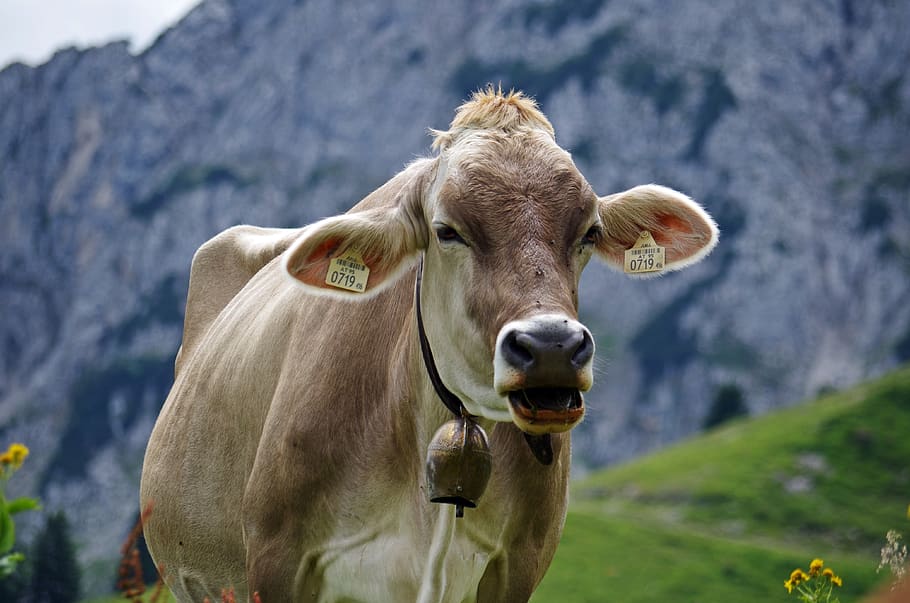 cow, alpine, alm, mountain, nature, animal themes, mammal, domestic animals HD wallpaper