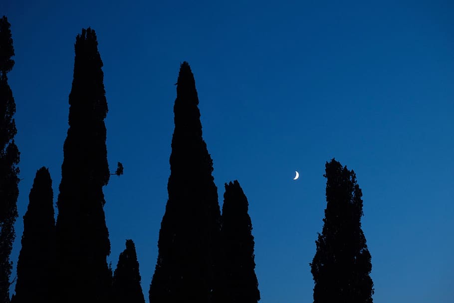 trees silhouette, night, moon, dark, sky, blue, beauty in nature HD wallpaper