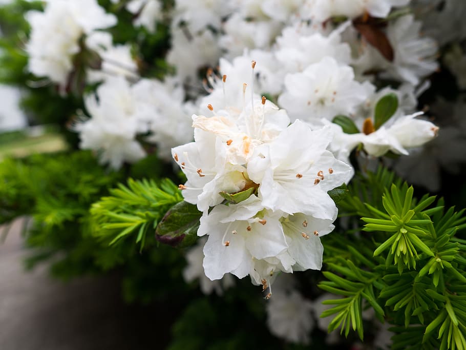 White Flowers, Leaves, Macro, Nature, Spring, Summer, bush, green HD wallpaper